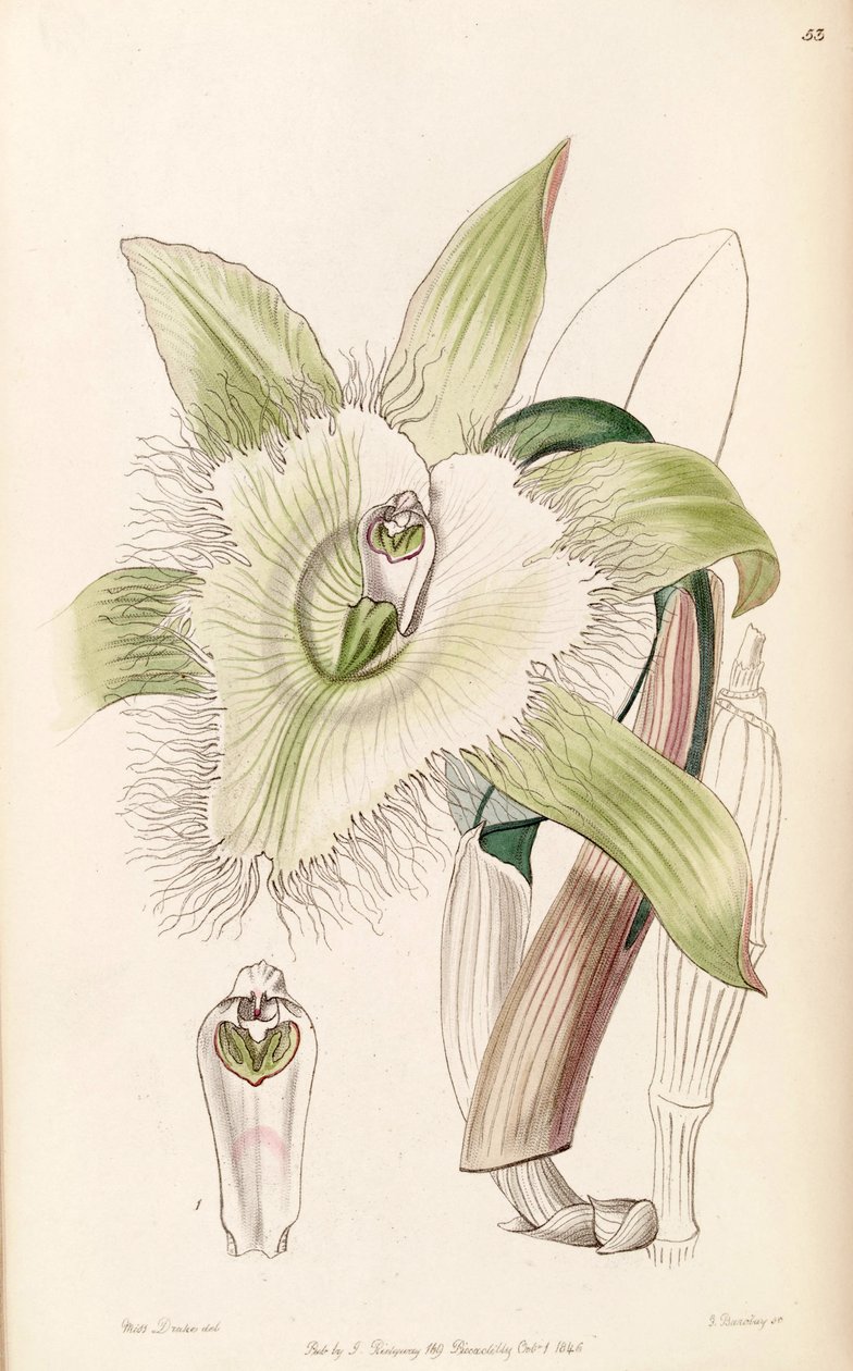 Rhyncholaelia digbyana vagy Brassavola digbyana illusztrációja alkotó: Miss Drake