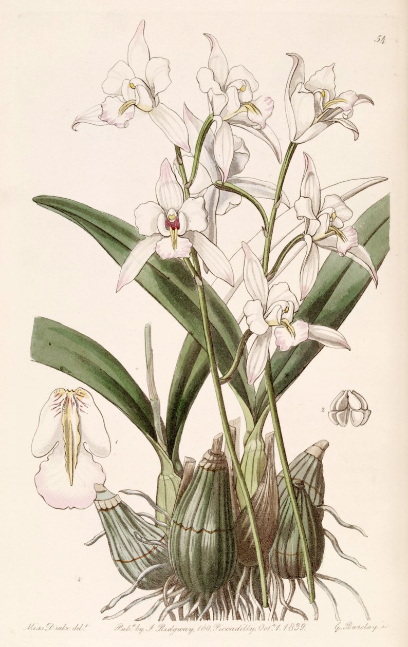 Laelia albida alkotó: Miss Drake