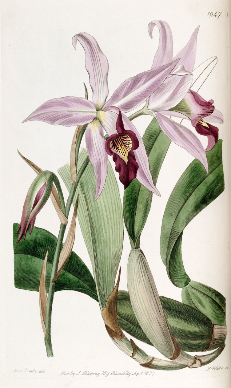Laelia anceps (mint syn. Laelia anceps var. Barkeriana) alkotó: Miss Drake