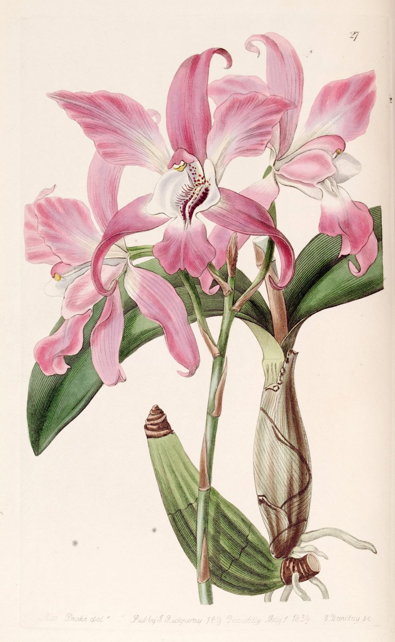 Laelia autumnalis alkotó: Miss Drake
