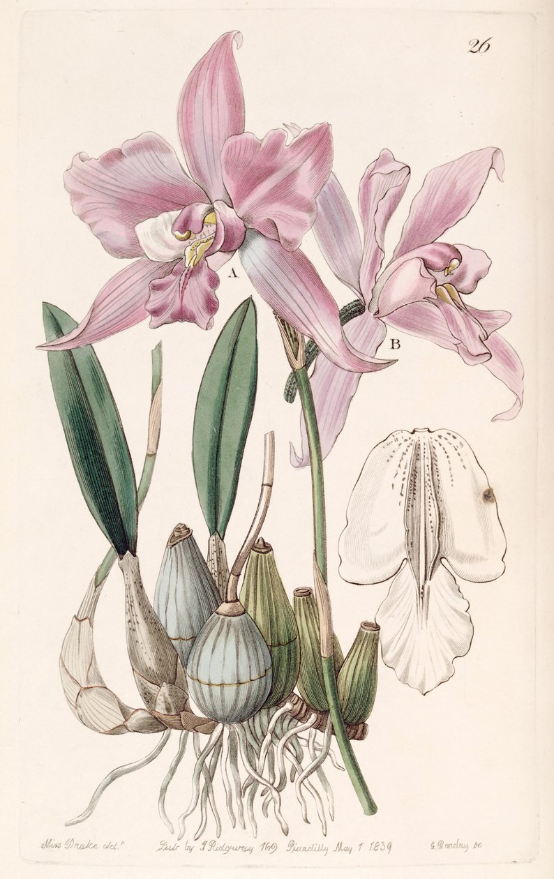 Laelia furfuracea alkotó: Miss Drake