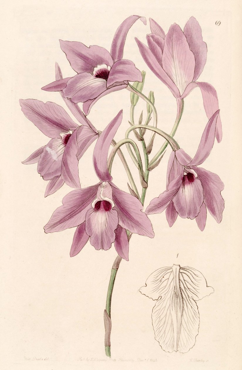 Laelia rubescens (syn. Laelia peduncularis) alkotó: Miss Drake