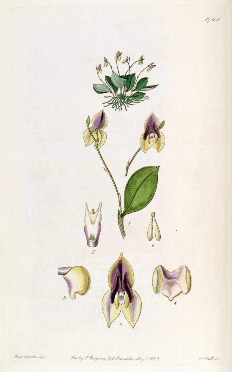 Lepanthes tridentata alkotó: Miss Drake