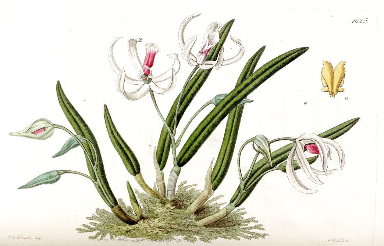 Leptotes bicolor alkotó: Miss Drake
