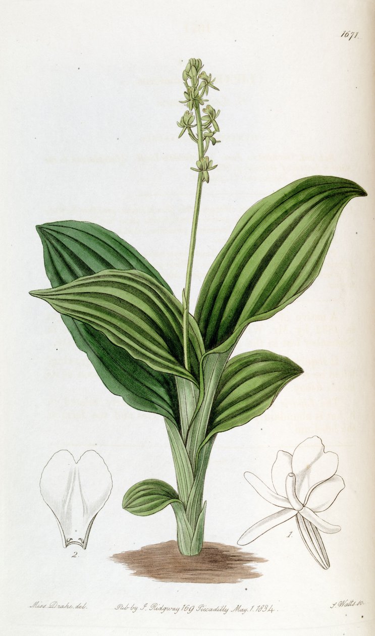 Liparis nervosa ssp. nervosa (mint szin. Liparis guineensis) alkotó: Miss Drake