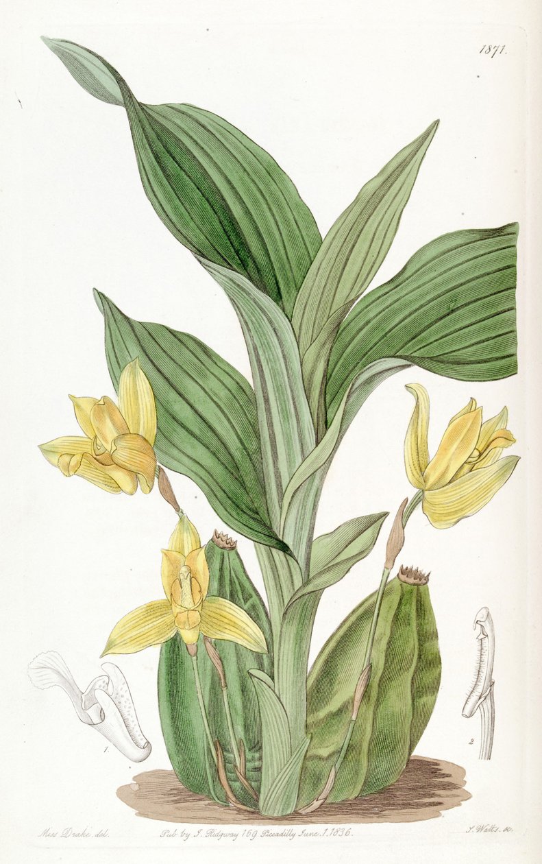 Aromás likaszta (mint synilla Maxillaria aromatica) alkotó: Miss Drake