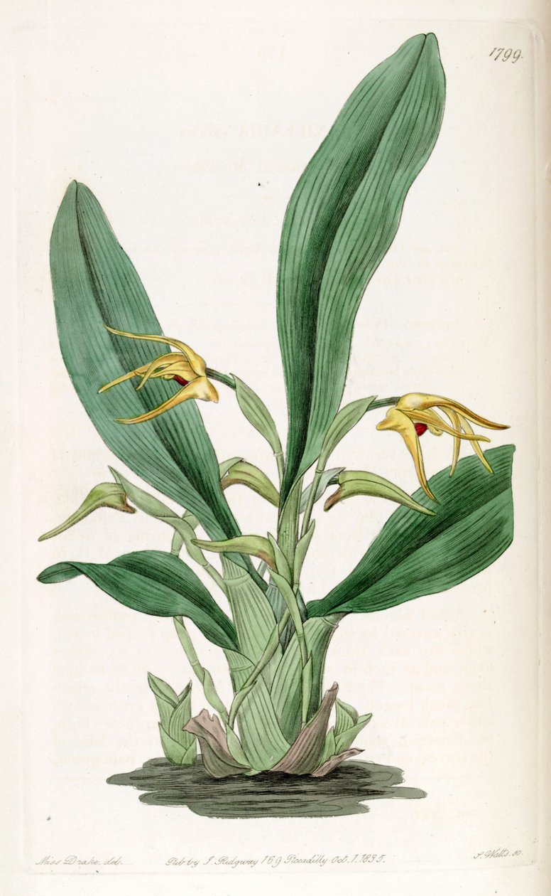 Maxillaria crocea alkotó: Miss Drake