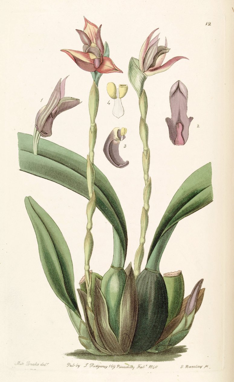 Maxillaria cucullata alkotó: Miss Drake