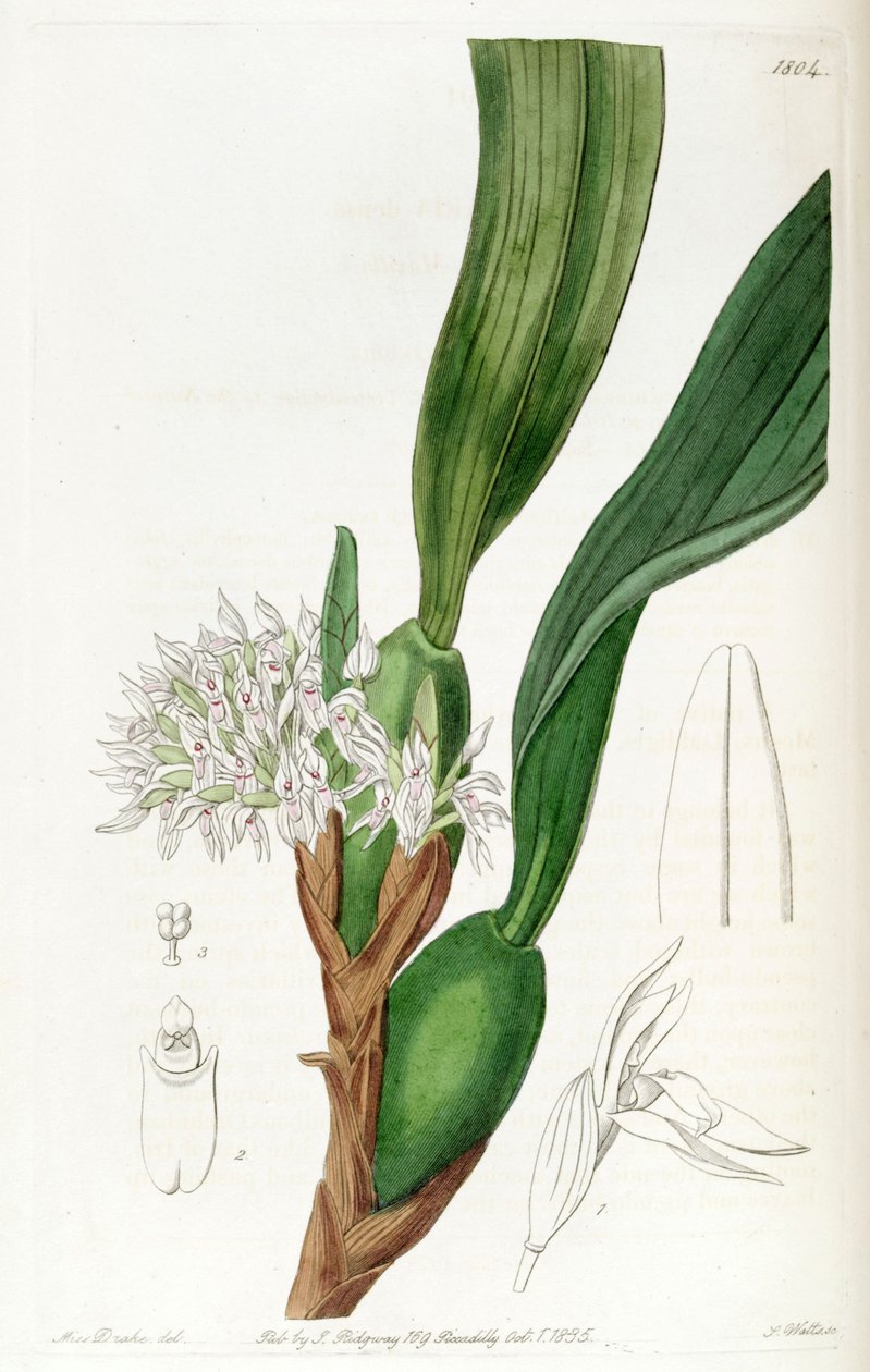 Maxillaria densa alkotó: Miss Drake