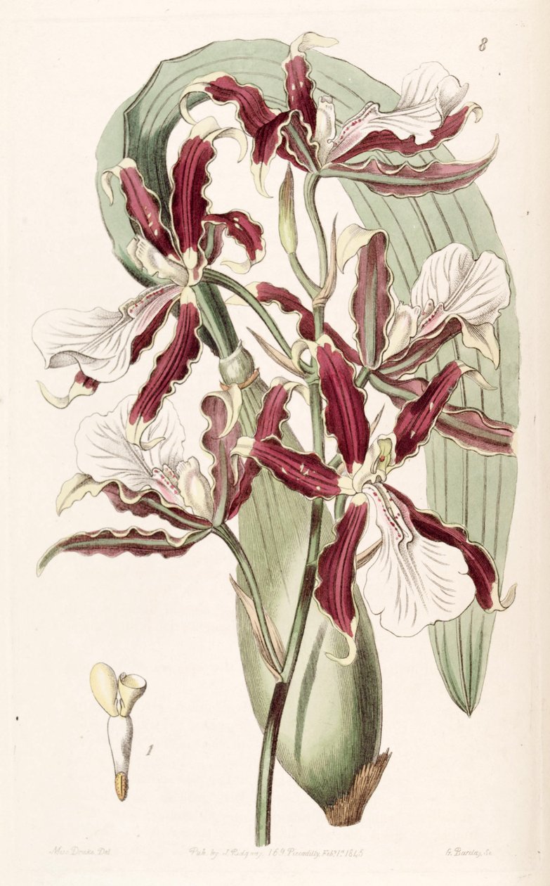 Miltonia cuneata alkotó: Miss Drake