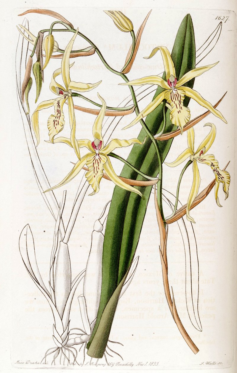 Miltonia flavescens (mint syn. Cyrtochilum flavescens) alkotó: Miss Drake