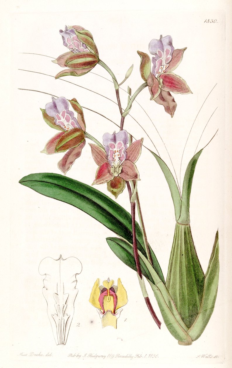 Miltonia russelliana (syn. Oncidium russellianum 