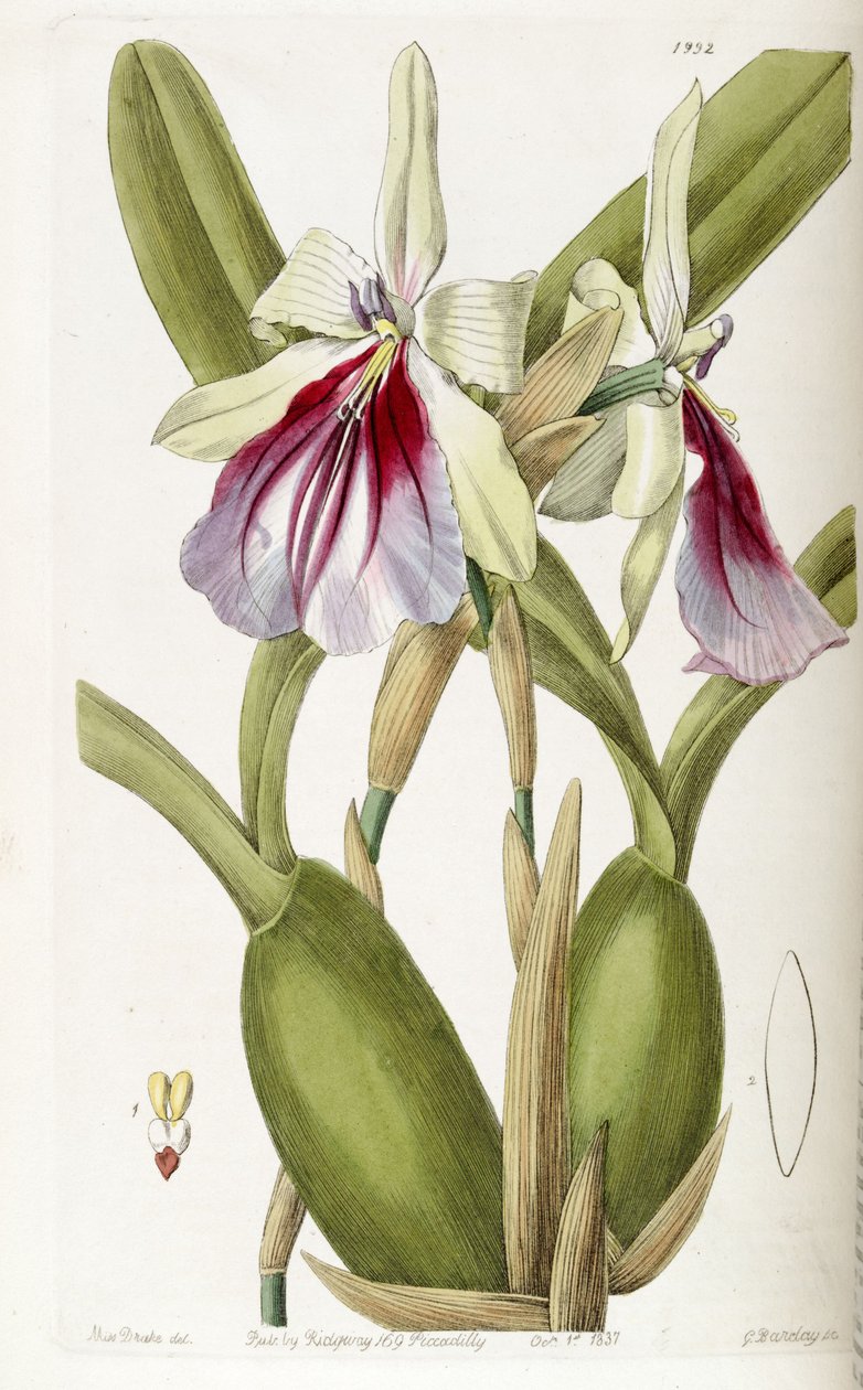 Miltonia spectabilis alkotó: Miss Drake