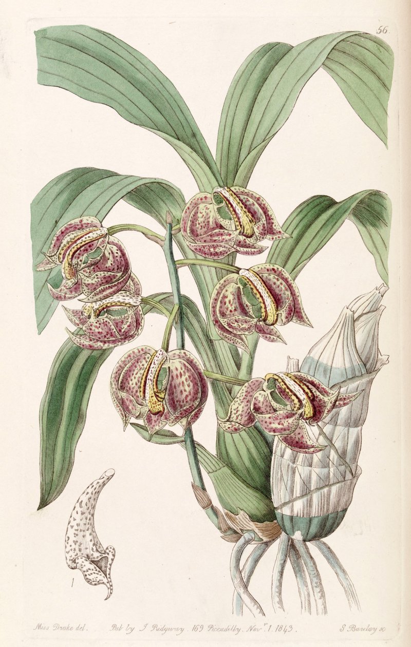 Mormodes aromatica alkotó: Miss Drake