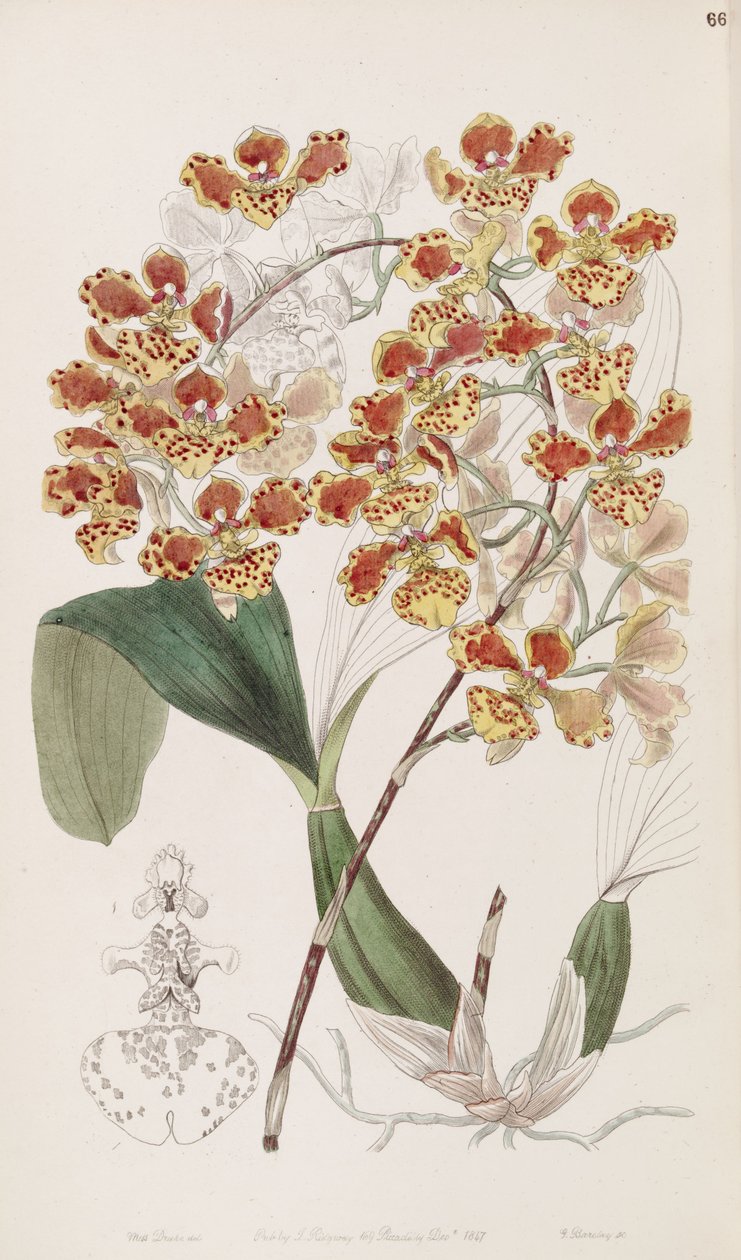 Oncidium alkotó: Miss Drake