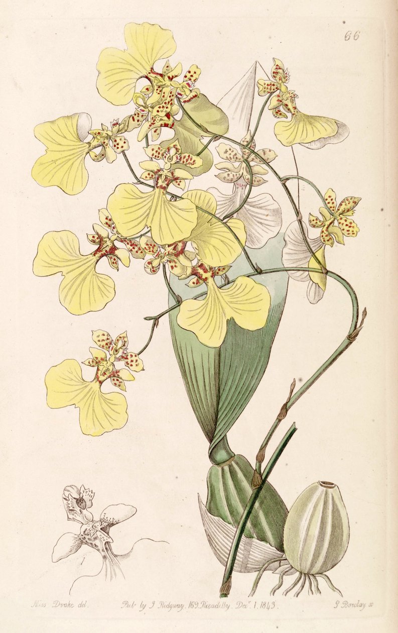 Oncidium bicolor alkotó: Miss Drake