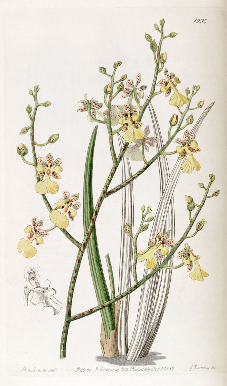 Oncidium metélőhagyma vagy Trichocentrum metélőhagyma alkotó: Miss Drake