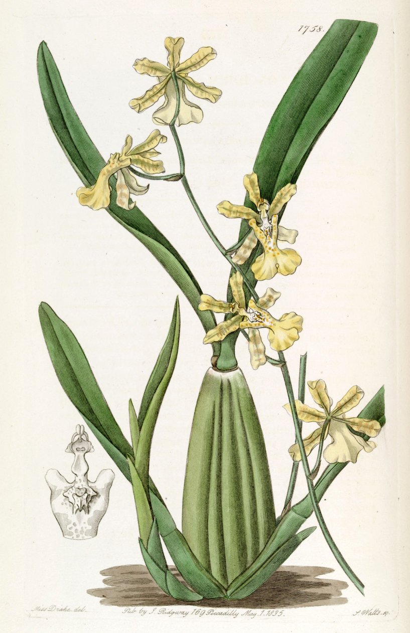 Oncidium citrinum alkotó: Miss Drake