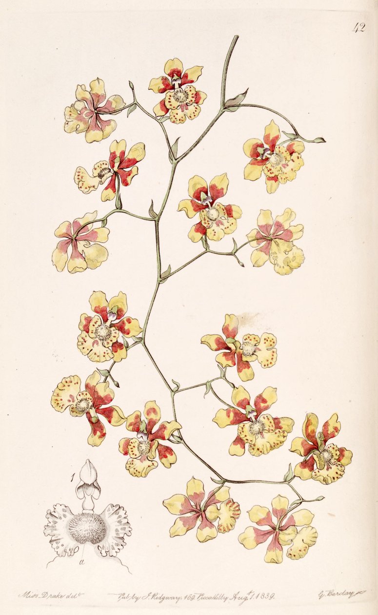Oncidium divaricatum (szinonimaként Oncidium pulvinatum) alkotó: Miss Drake