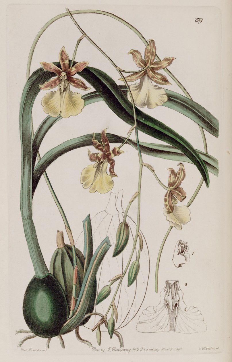 Oncidium graminifolium (mint Cyrtochilum filipes) alkotó: Miss Drake