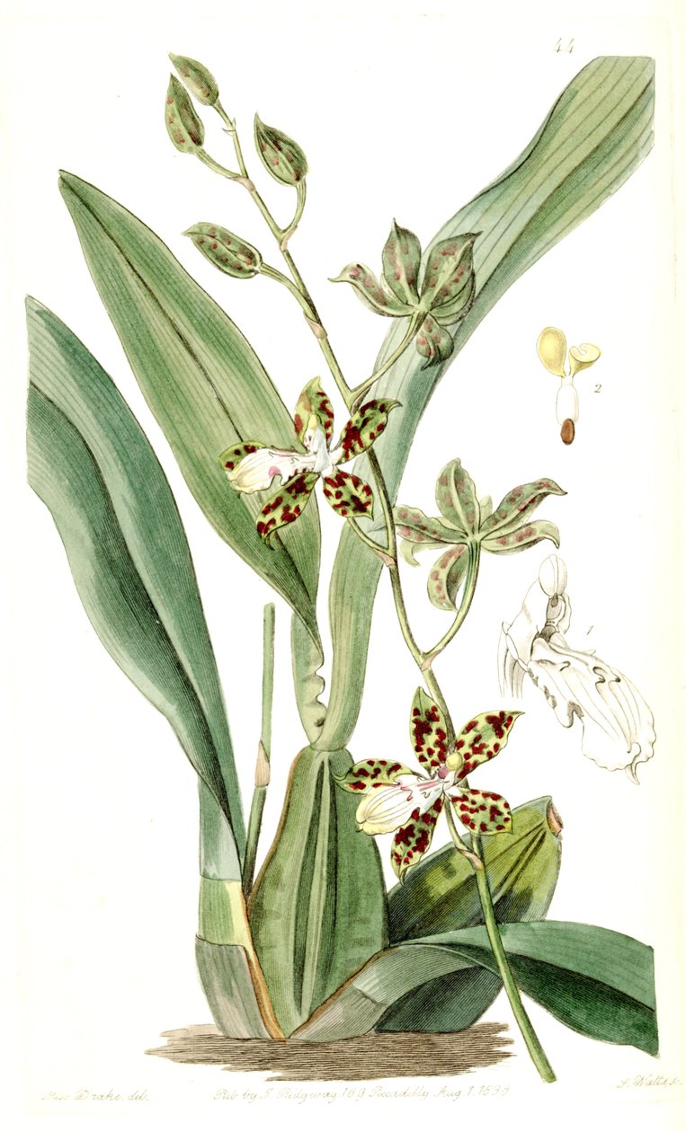 Oncidium maculatum (mint syn. Cyrtochilum maculatum) alkotó: Miss Drake