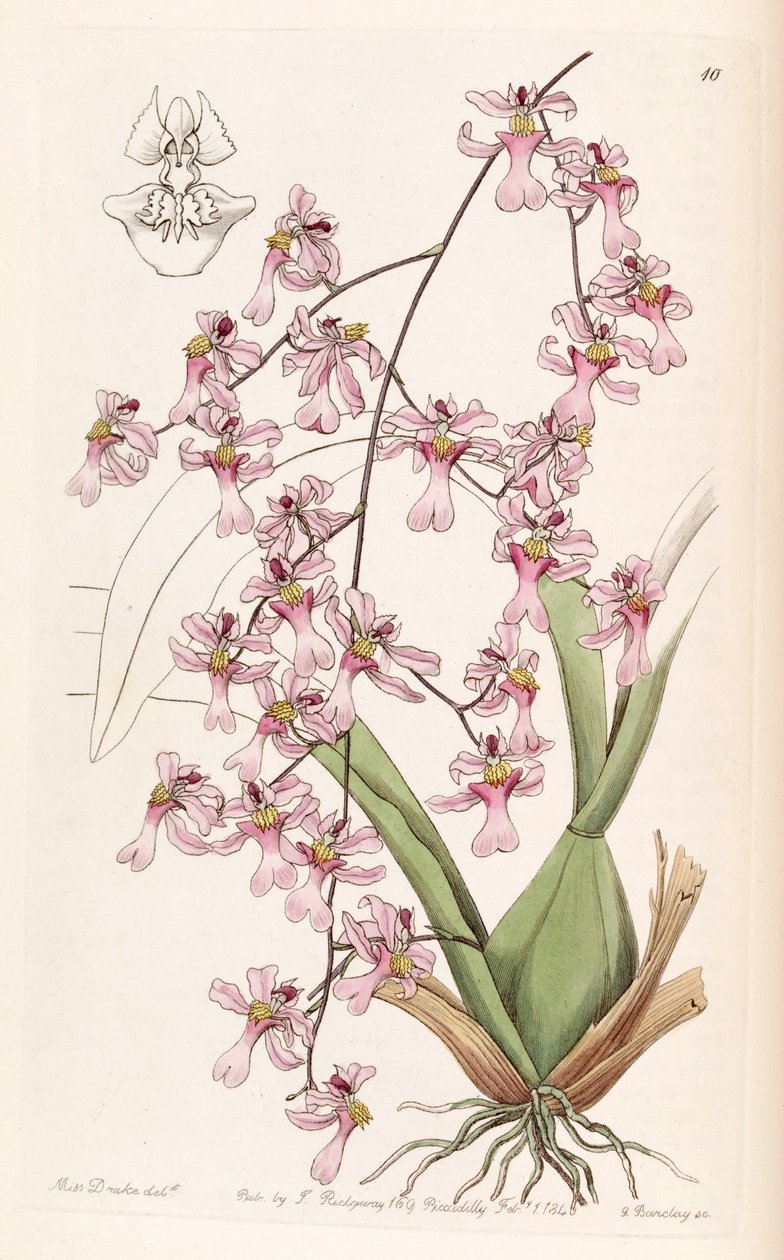 Oncidium ornithorhynchum alkotó: Miss Drake