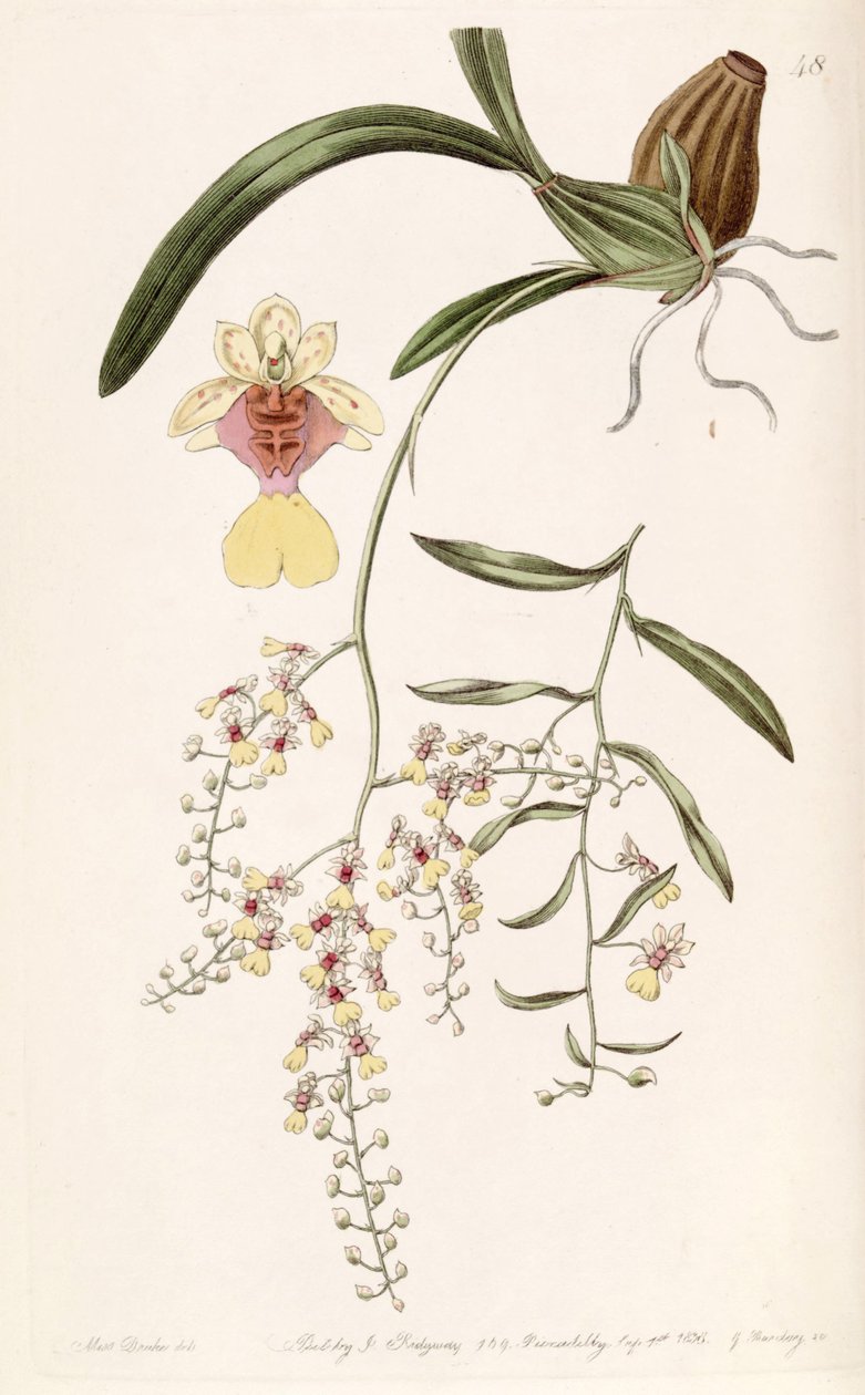 Oncidium raniferum alkotó: Miss Drake