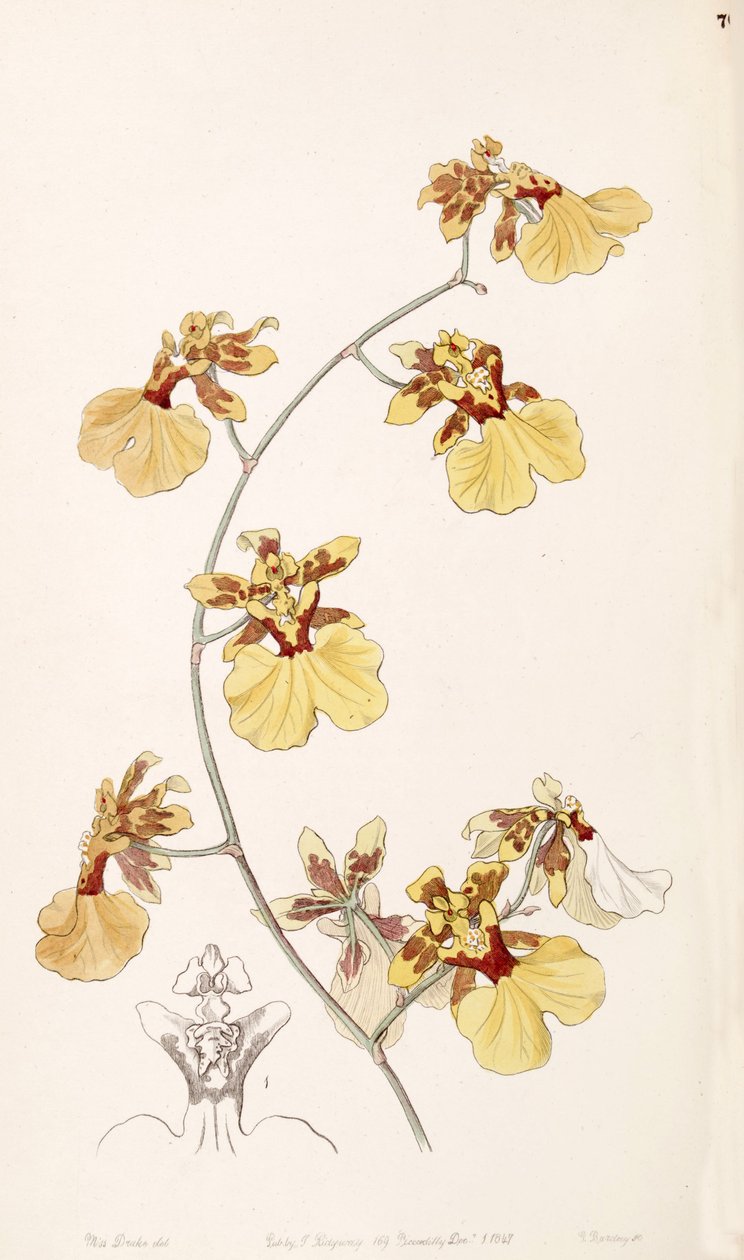 Oncidium reflexum (szinonimaként Oncidium pelicanum) alkotó: Miss Drake