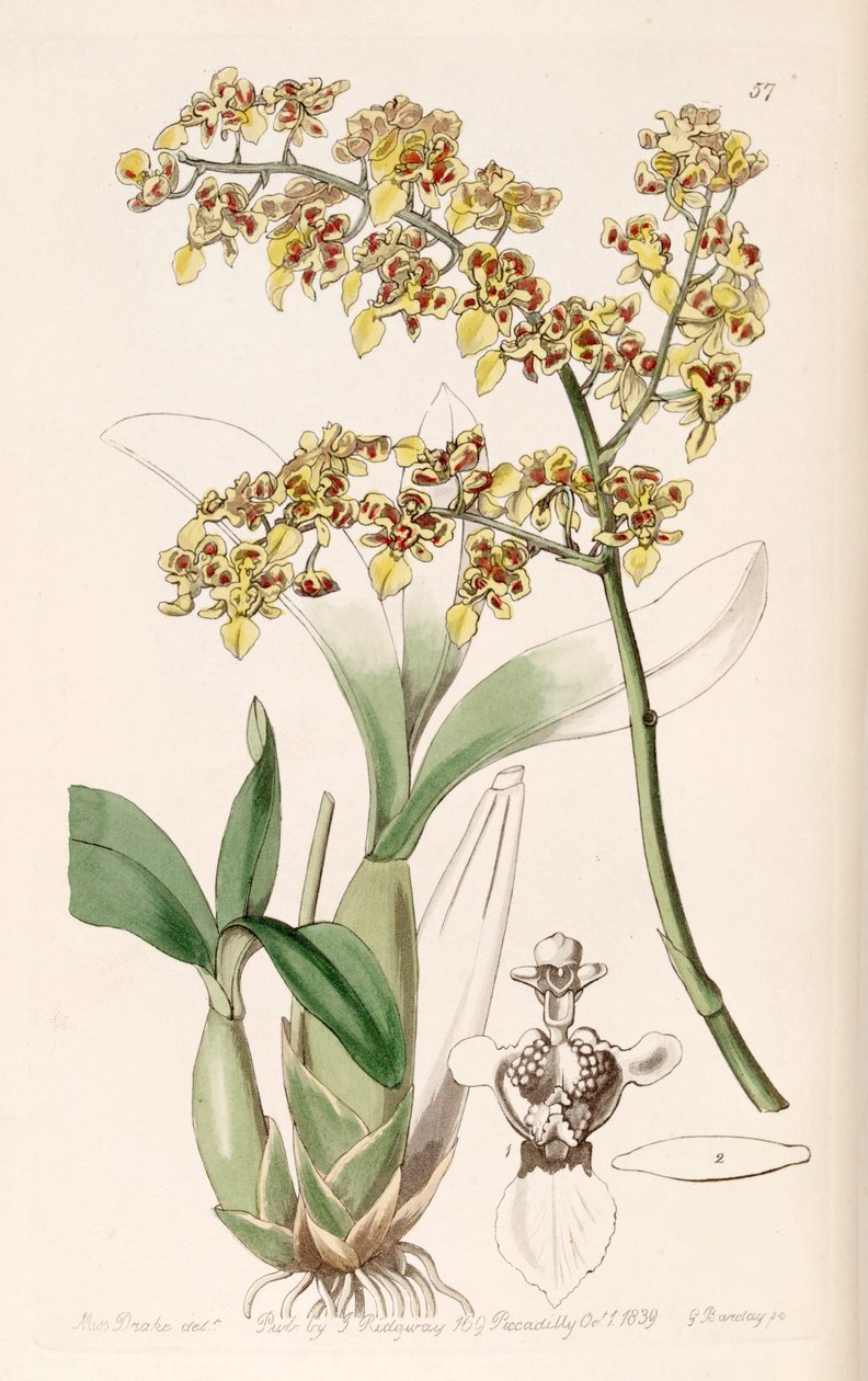 Oncidium venustum (mint sync. Oncidium trulliferum) alkotó: Miss Drake