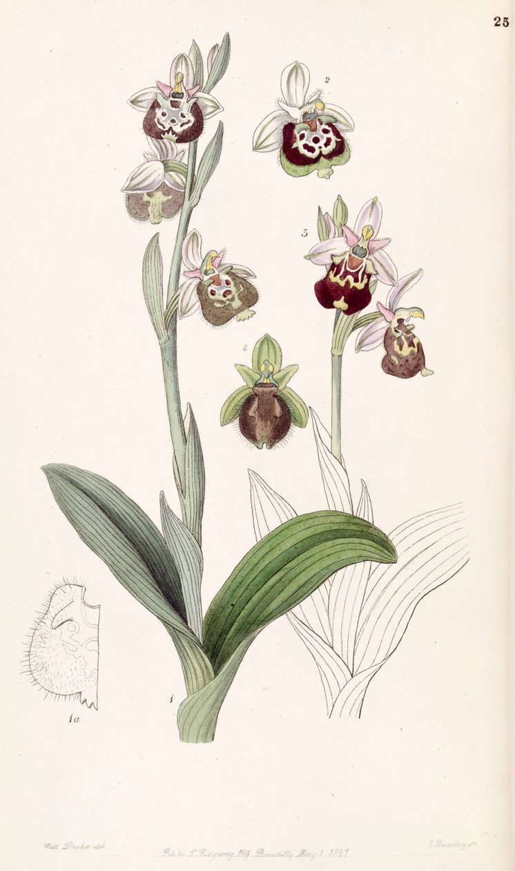 Ophrys fuciflora vagy Ophrys holoserica alkotó: Miss Drake