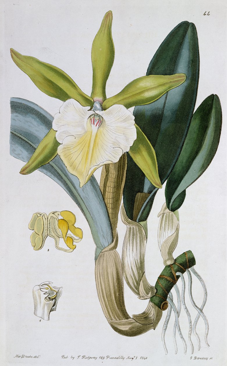 Orchidea: Brassavola glauca, I. Ridgway, 1846 alkotó: Miss Drake
