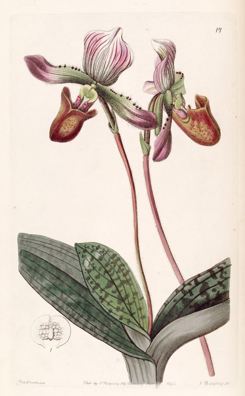 Paphiopedilum barbatum (szinonimaként Cypripedium barbatum) alkotó: Miss Drake