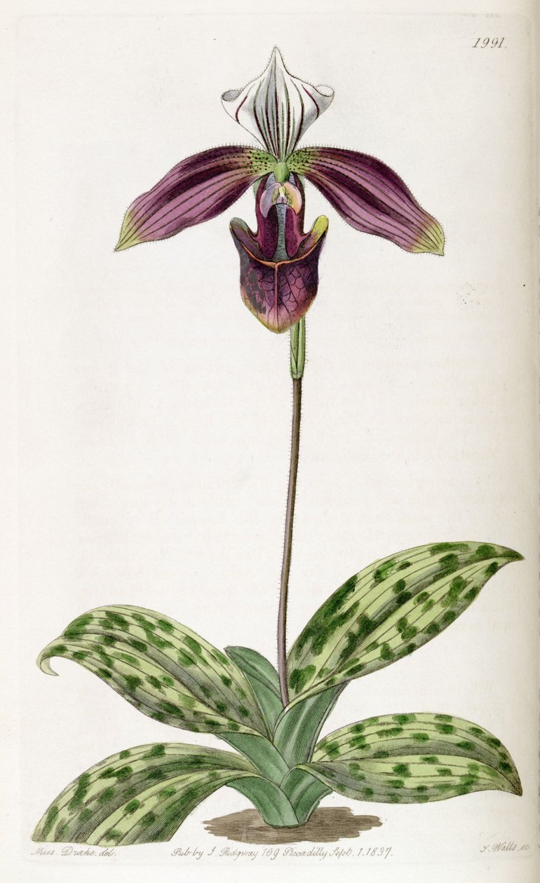 Paphiopedilum purpuratum (szinonimaként Cypripedium purpuratum) alkotó: Miss Drake
