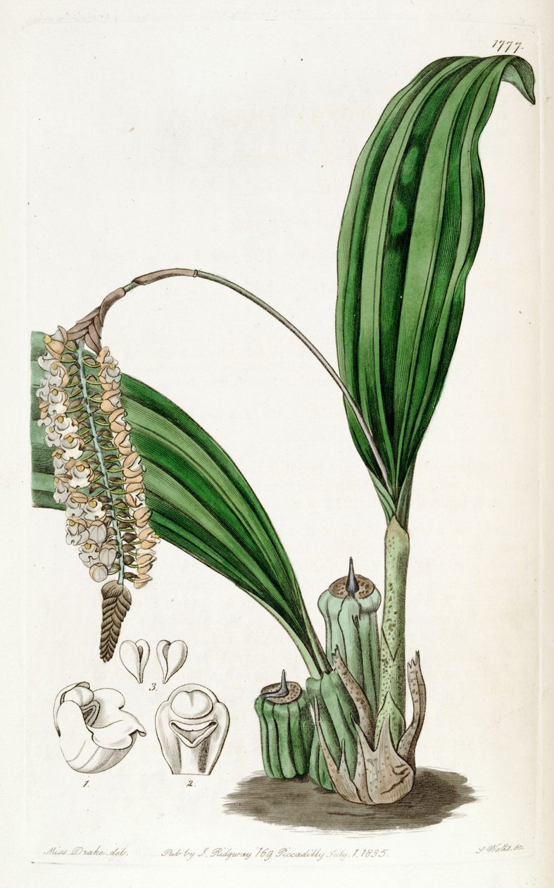 Pholidota imbricata alkotó: Miss Drake