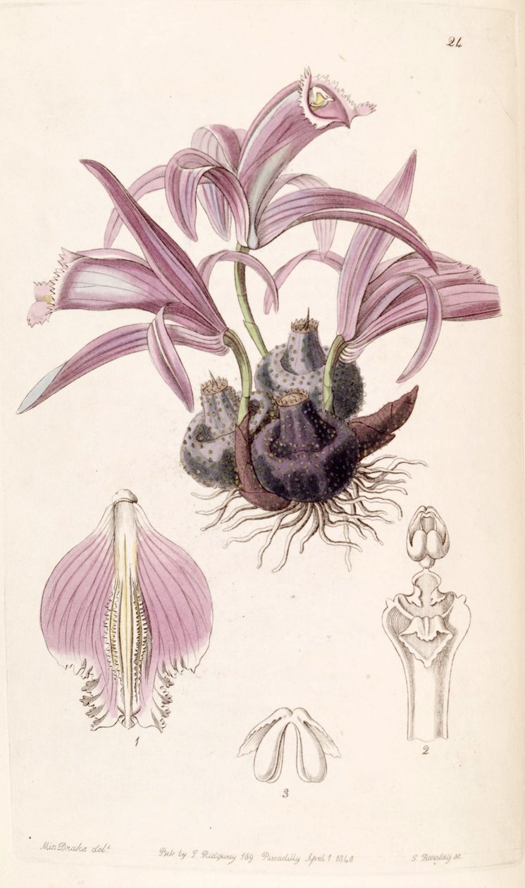 Pleione praecox (mint syn. Coelogyne wallichiana) alkotó: Miss Drake