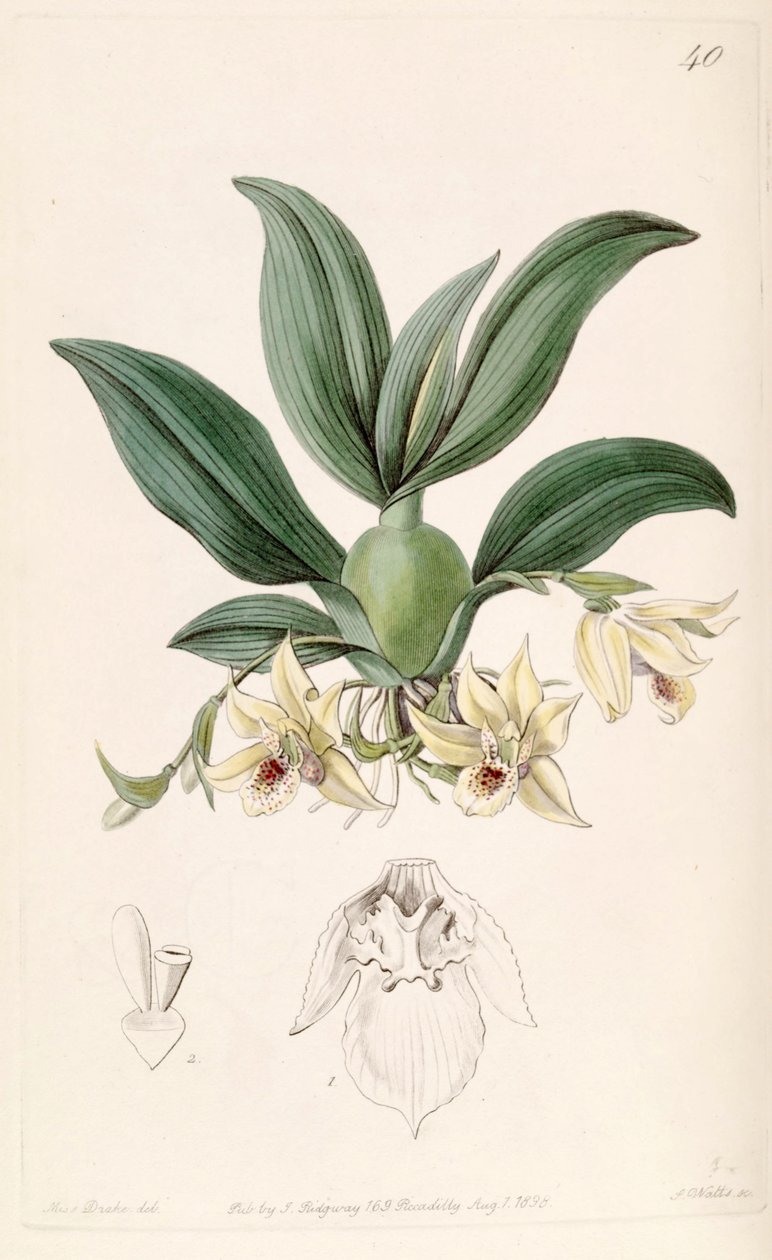 Promenaea rollissonii (syn. Maxillaria rollissonii) alkotó: Miss Drake