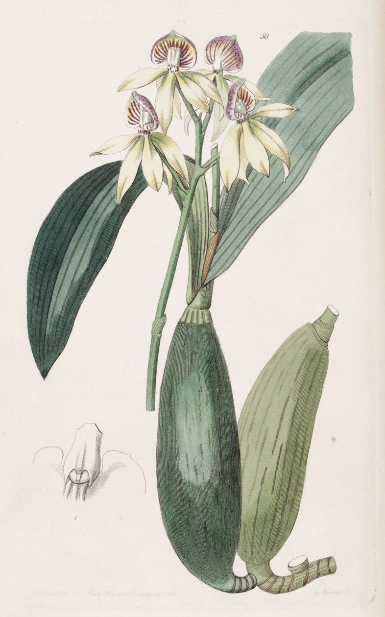 Prosthechea cochleata (mint szin. Epidendrum lancifolium) alkotó: Miss Drake