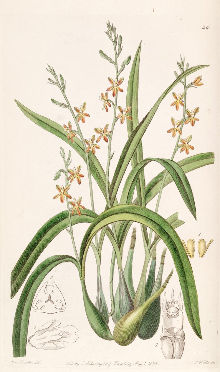 Prosthechea ochracea (mint syn. Epidendrum ochraceum) alkotó: Miss Drake