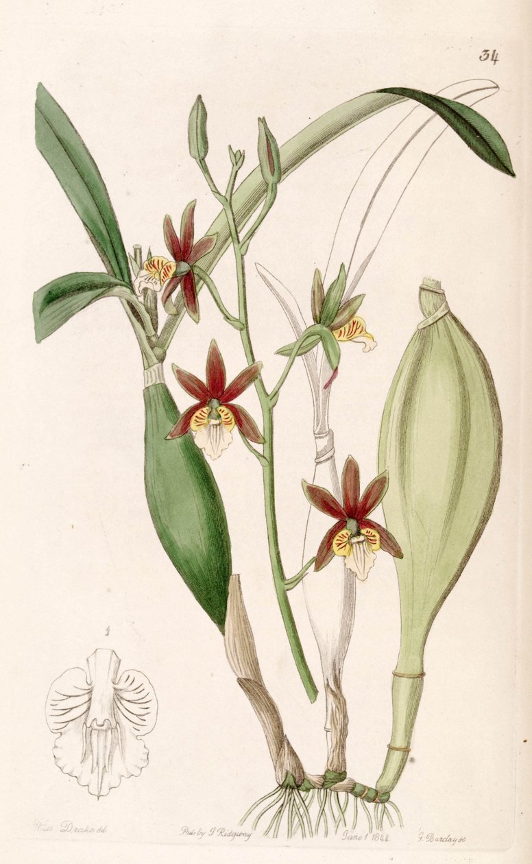 Prosthechea pterocarpa (mint syn. Epidendrum pterocarpum) alkotó: Miss Drake