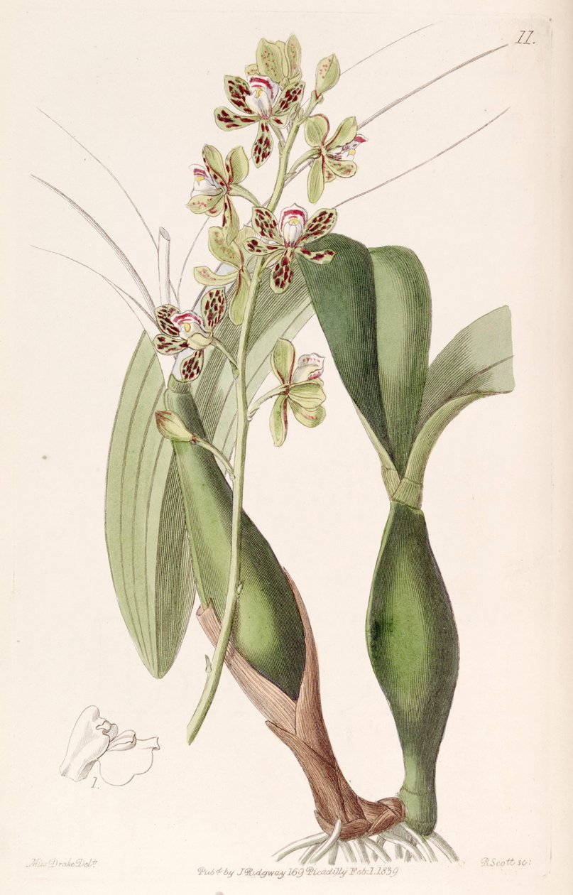 Prosthechea vespa alkotó: Miss Drake