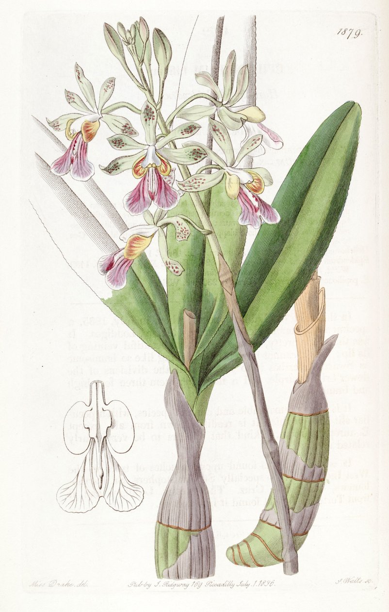 Psychilis bifida (mint szin. Epidendrum bifidum) alkotó: Miss Drake