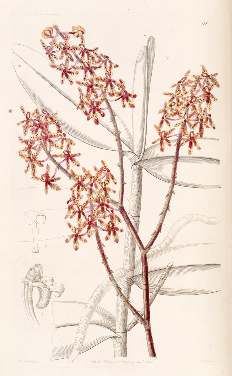Renanthera matutina alkotó: Miss Drake