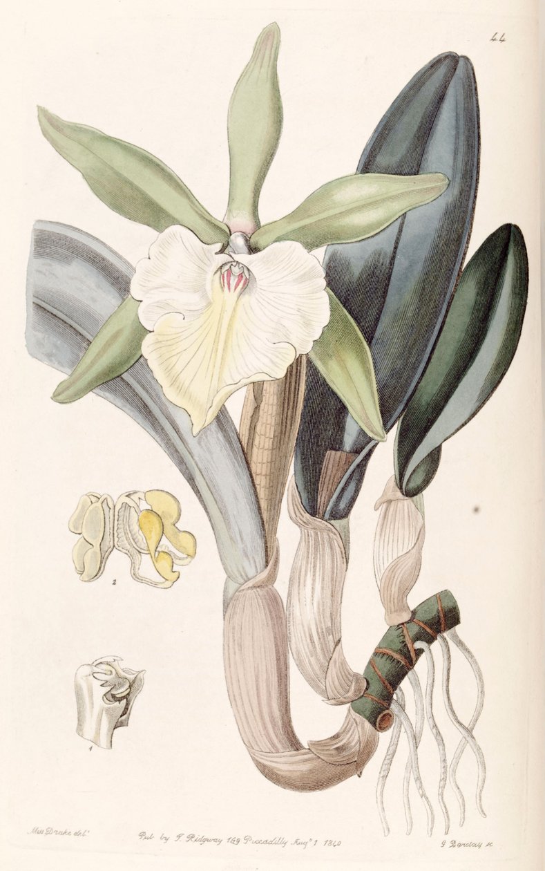Rhyncholaelia glauca vagy Brassavola glauca alkotó: Miss Drake