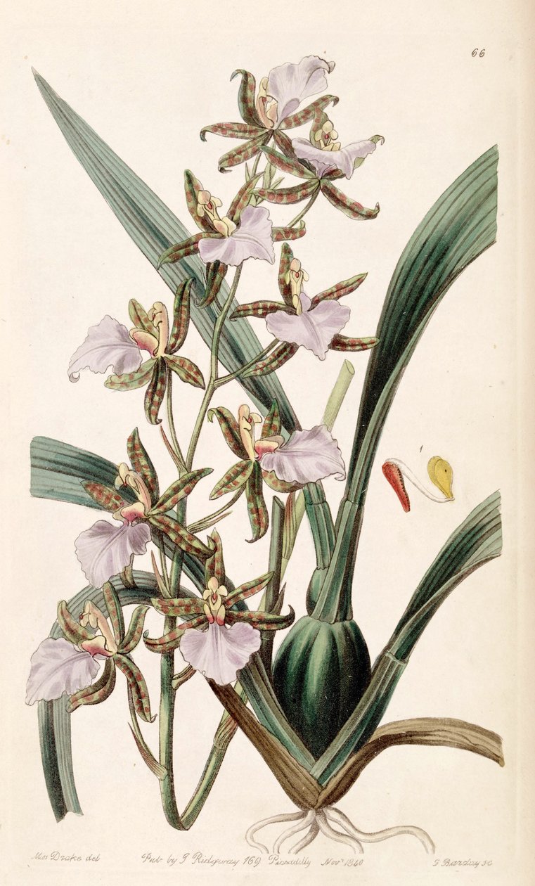Rhynchostele bictoniensis vagy Odontoglossum bictoniense alkotó: Miss Drake