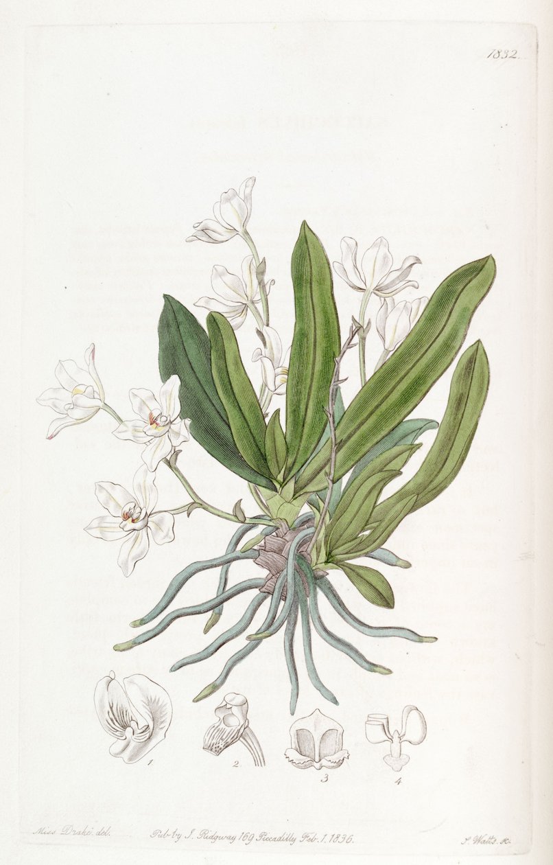 Sarcochilus falcatus alkotó: Miss Drake