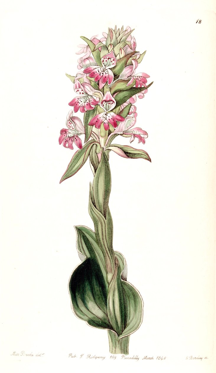 Satyrium erectum (mint syn. Satyrium pustulatum) alkotó: Miss Drake