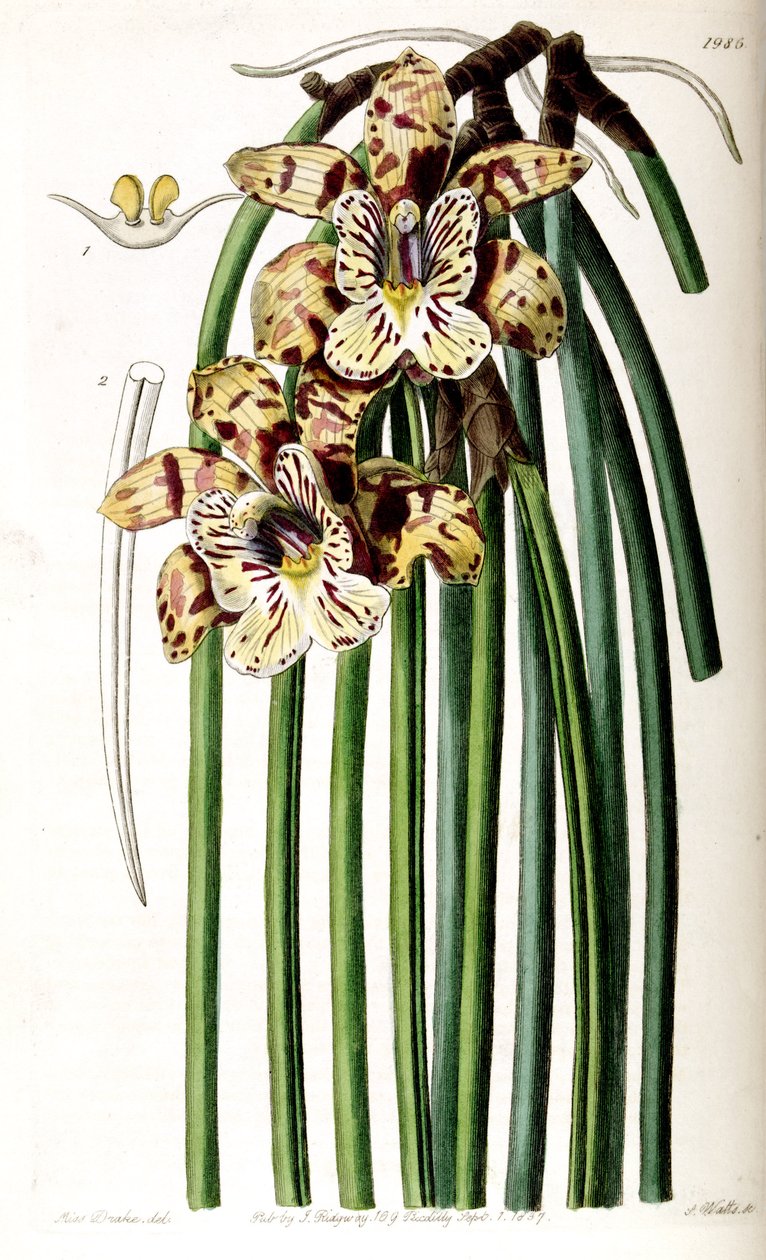 Scuticaria steelei (mint syn. Maxillaria steelii) alkotó: Miss Drake