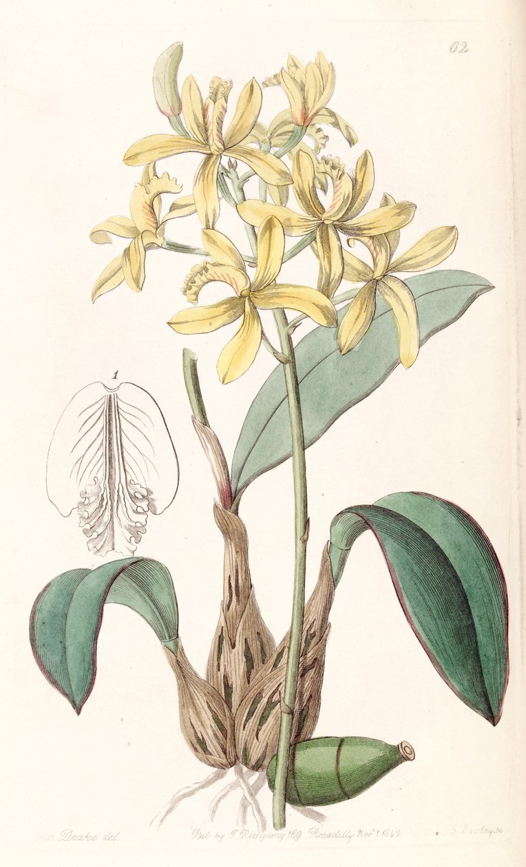 Sophronitis crispata (syn. Laelia flava) alkotó: Miss Drake