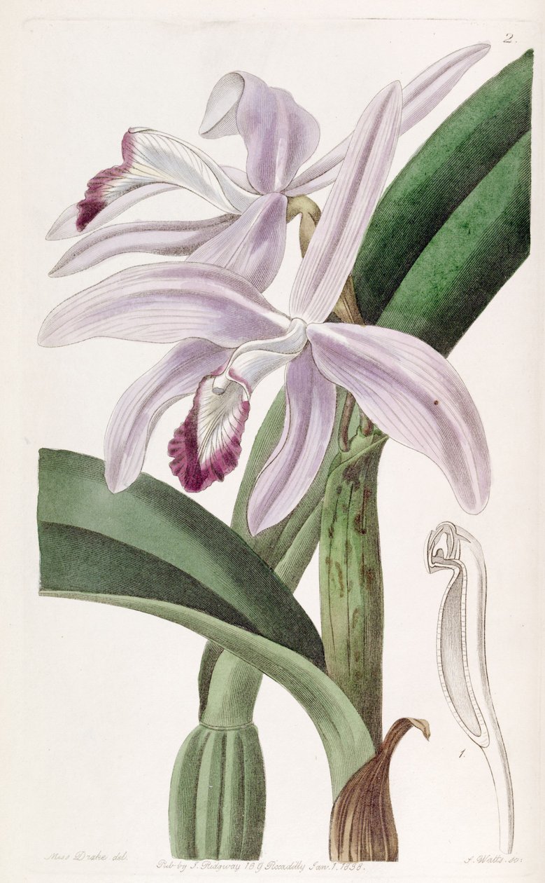 Sophronitis Perrinia (Cattleya Perrinia ász fia) alkotó: Miss Drake