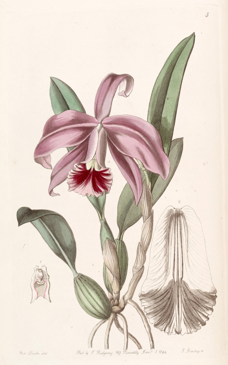 Sophronitis pumila (szinonimaként Cattleya pumila) alkotó: Miss Drake